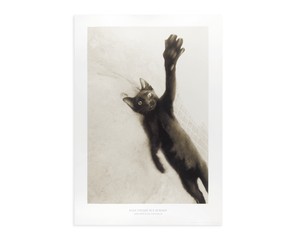 Постер "Кокс The Кот", 50х70 см, Дмитрий Константинов